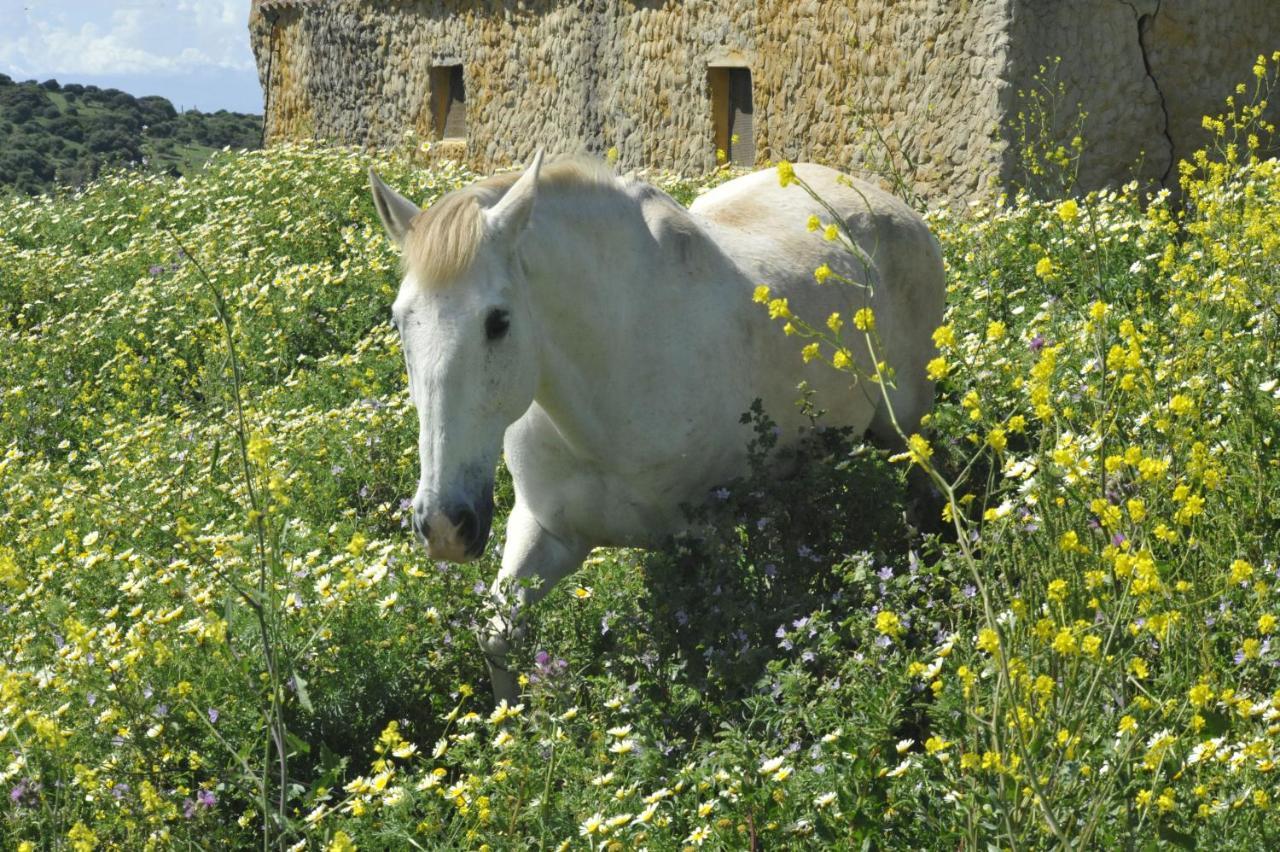 Finca La Cantarera Tarifa Esterno foto