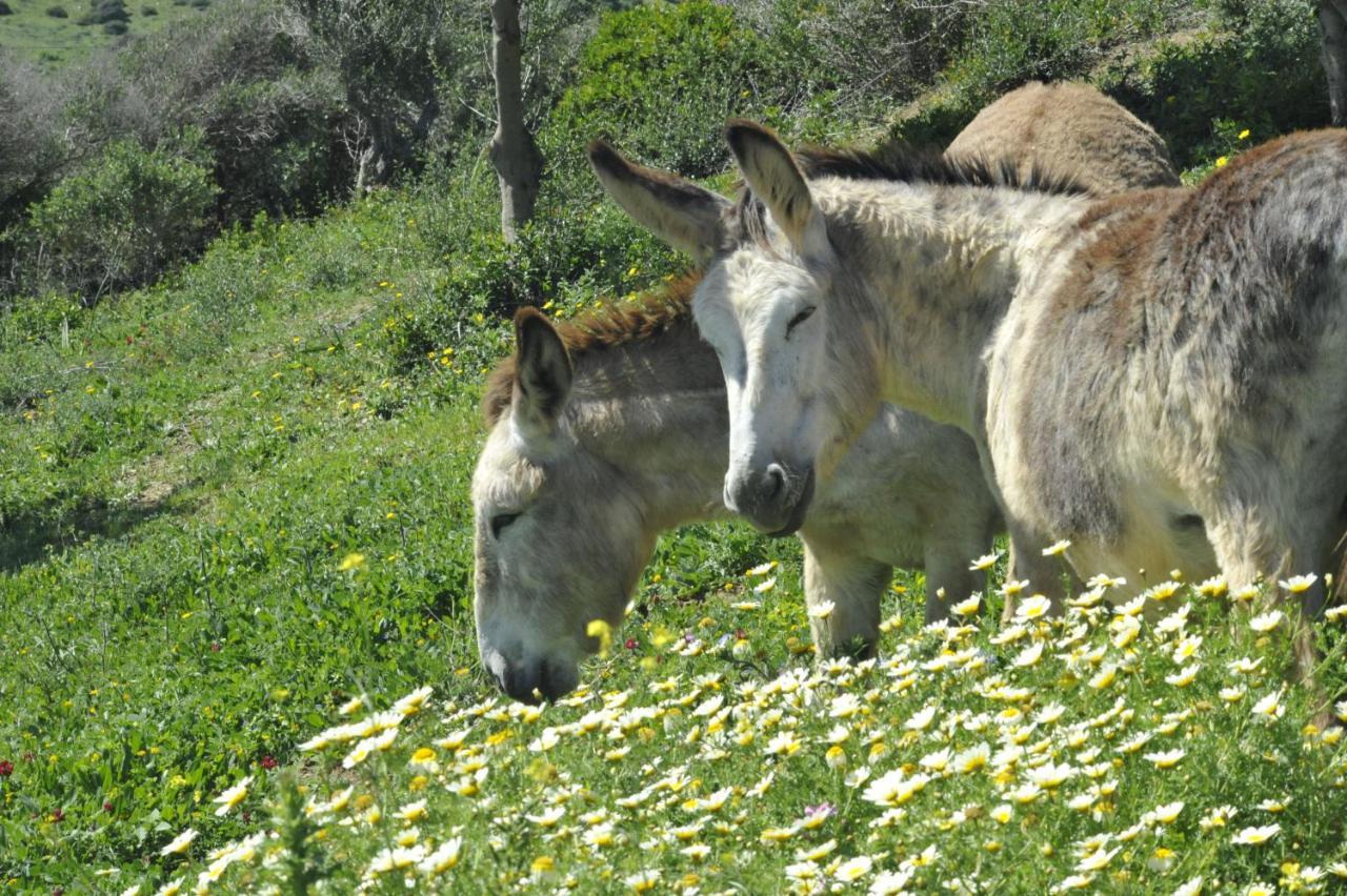 Finca La Cantarera Tarifa Esterno foto