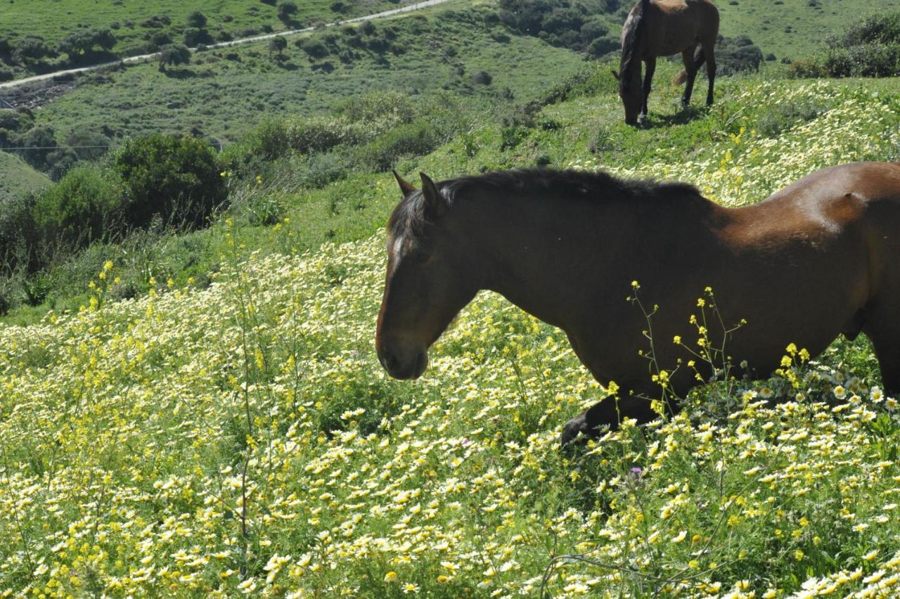 Finca La Cantarera Tarifa Esterno foto