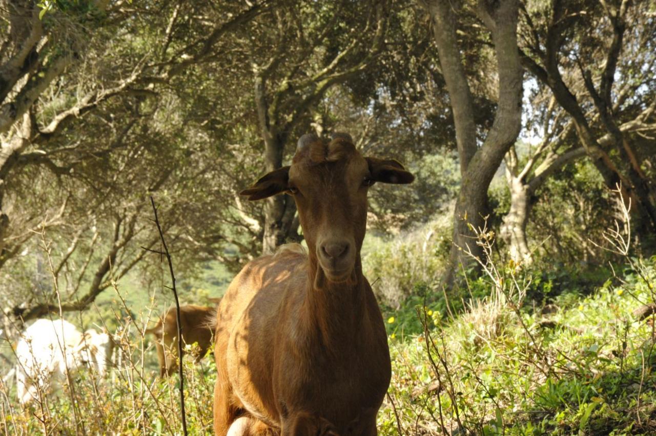 Finca La Cantarera Tarifa Esterno foto